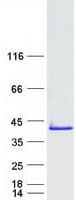 Human TCEAL5 Protein (Recombinant Myc-DDK (Flag))