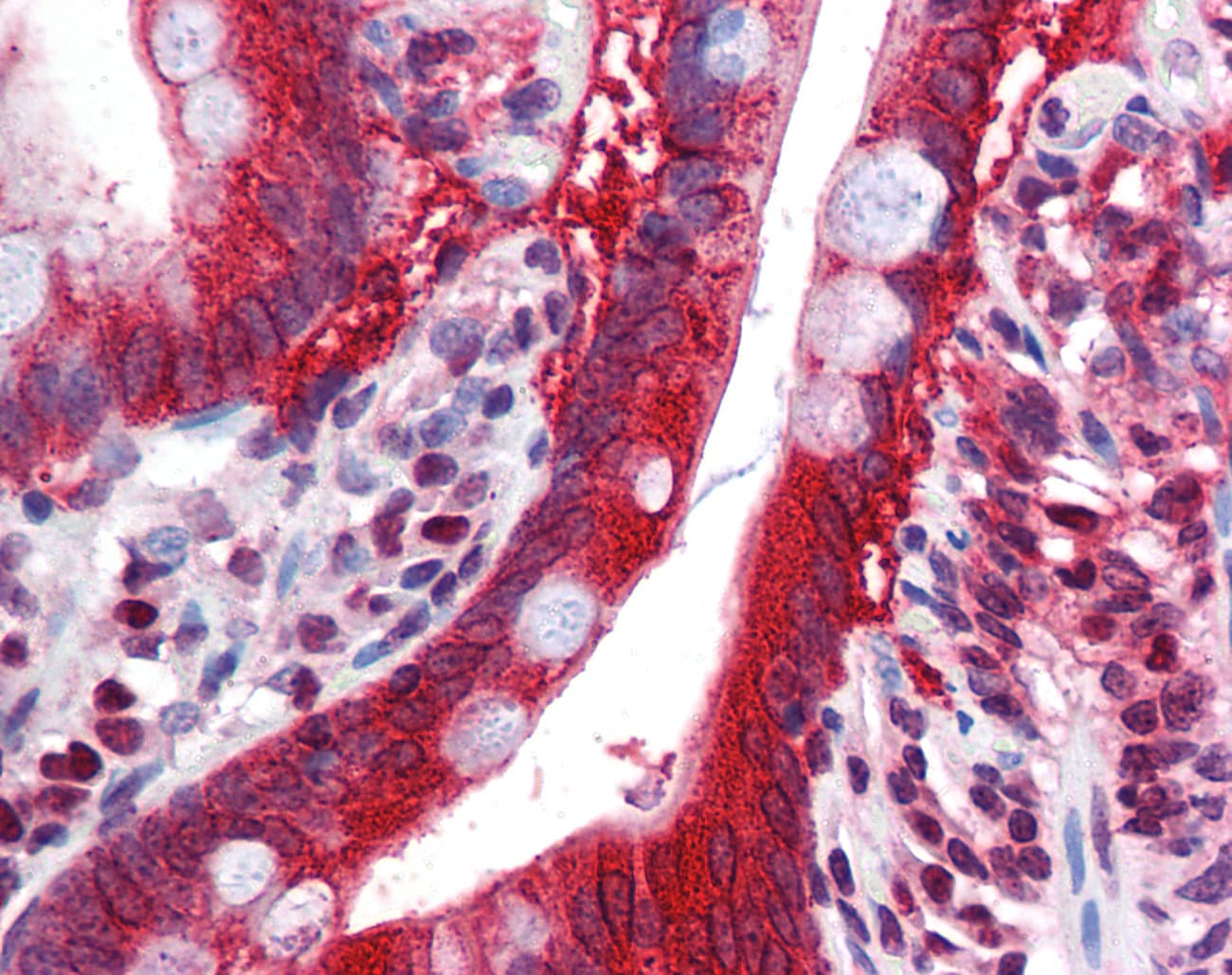 FTO Antibody (N-Terminus)