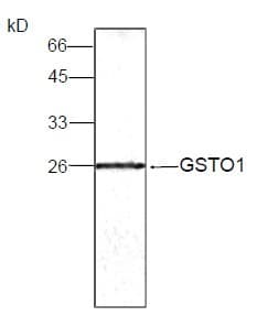 Monoclonal Mouse anti-Human GSTO1 Antibody (WB)