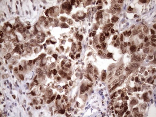 BTEB / KLF9 Antibody (clone OTI8A11, Carrier-free)