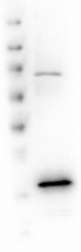 Polyclonal Rabbit anti-Human VDAC1 / PORIN Antibody (IHC, WB)