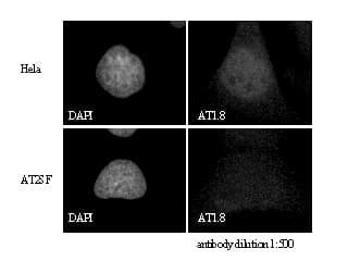 ATM Antibody (C-Terminus, Biotin)
