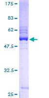 Human PILRB Protein (Recombinant GST)