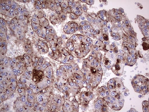 ASPA Antibody (aa77-313, clone OTI1A11)
