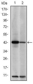 JUN / c-Jun Antibody (clone 5B1)