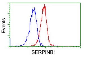 SERPINB1 Antibody (clone OTI4B3)