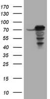 CCDC93 Antibody (clone OTI4A2)