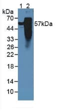 MAPT / Tau Antibody (aa34-368, APC)
