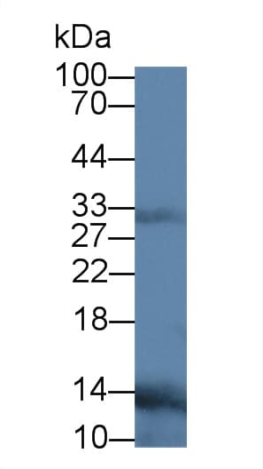 TNFSF11 / RANKL / TRANCE Antibody