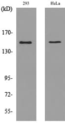 PTPRJ / CD148 Antibody