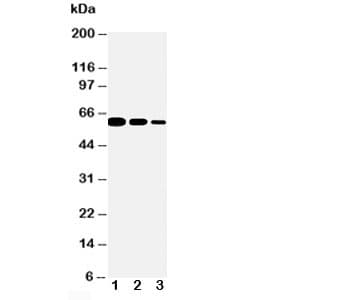 CD40 Antibody (aa22-36)