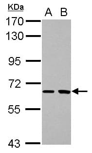 Polyclonal Rabbit anti-Human SH2D3A / NSP1 Antibody (WB)