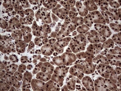 C14orf166 Antibody (clone OTI1E5)