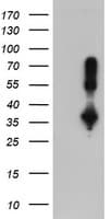 ERCC1 Antibody (clone OTI12F11, Carrier-free)