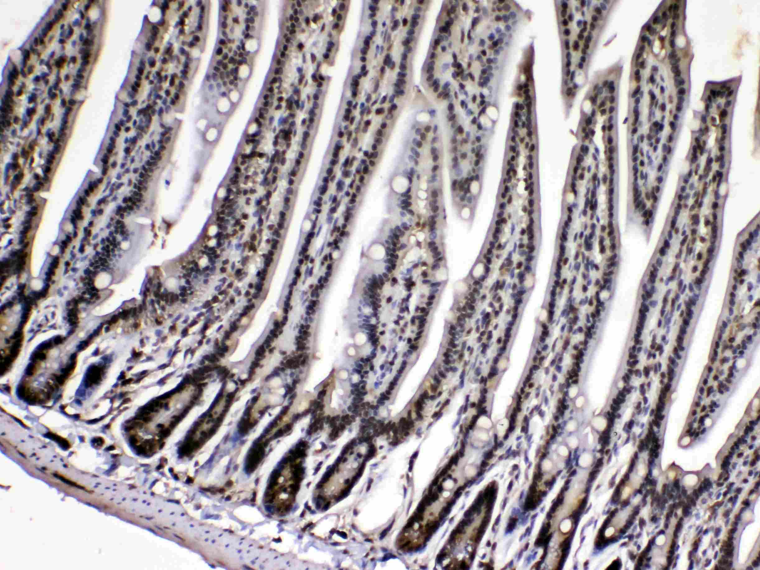 PPIA / Cyclophilin A Antibody