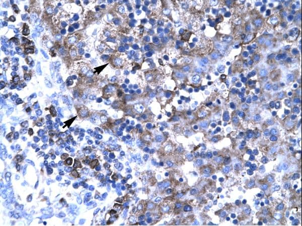 TBX19 / TPIT Antibody (N-Terminus, HRP)