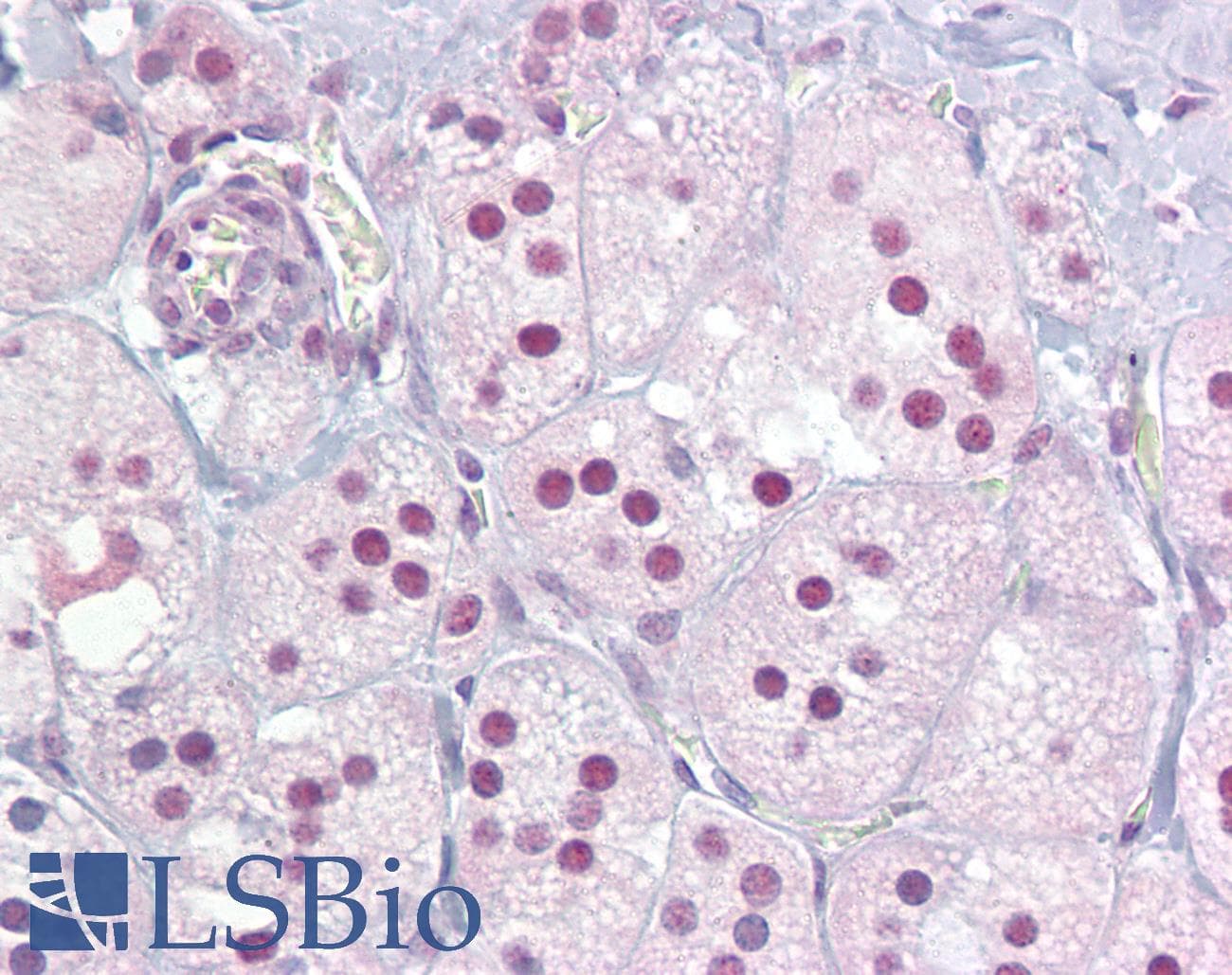 NR4A1 / NUR77 Antibody (aa324-373)