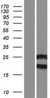 MRLC2 / MYL12B Protein (Over-Expression Lysate Myc-DDK (Flag))