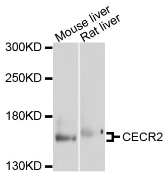 CECR2 Antibody