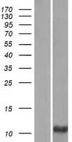 PRM3 Protein (Over-Expression Lysate Myc-DDK (Flag))