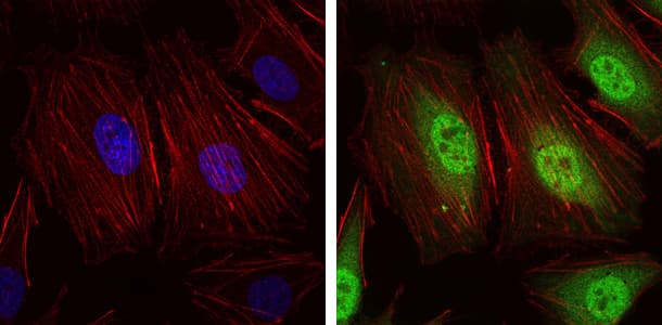 NEDD8 Antibody (clone 1A7)