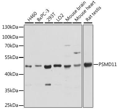 PSMD11 Antibody
