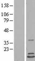 HINT2 Protein (Over-Expression Lysate Myc-DDK (Flag))