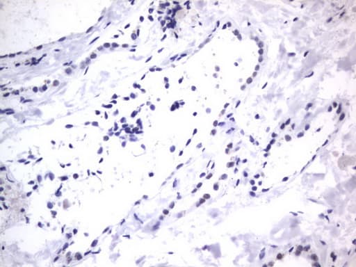 RBFOX1 / A2BP1 Antibody (aa1-210, clone OTI4F9)