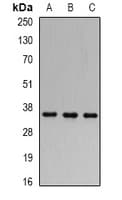 SLIM / FHL1 Antibody
