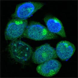 IHC-plus™ EDR / PEG10 Antibody (clone 1B1C4)