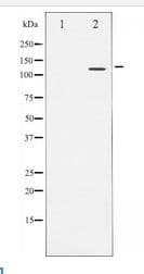 NFAT4 / NFATC3 Antibody