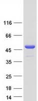 Human POLR2M Protein (Recombinant Myc-DDK (Flag))