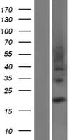 TRAPPC3L / BET3L Protein (Over-Expression Lysate Myc-DDK (Flag))