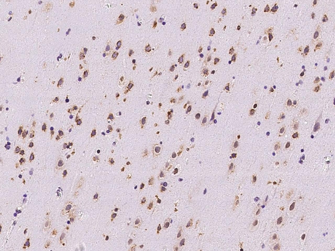 RRAGB / RAGB Antibody