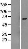 ARHGEF3 / XPLN Protein (Over-Expression Lysate Myc-DDK (Flag))