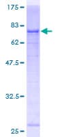 Human THEG Protein (Recombinant GST)