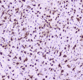 NOVA1 Antibody