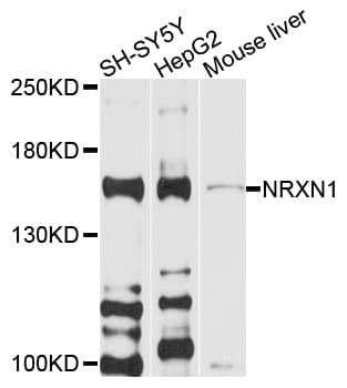 NRXN1 / Neurexin 1 Antibody
