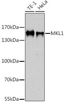 BSAC / MKL1 Antibody