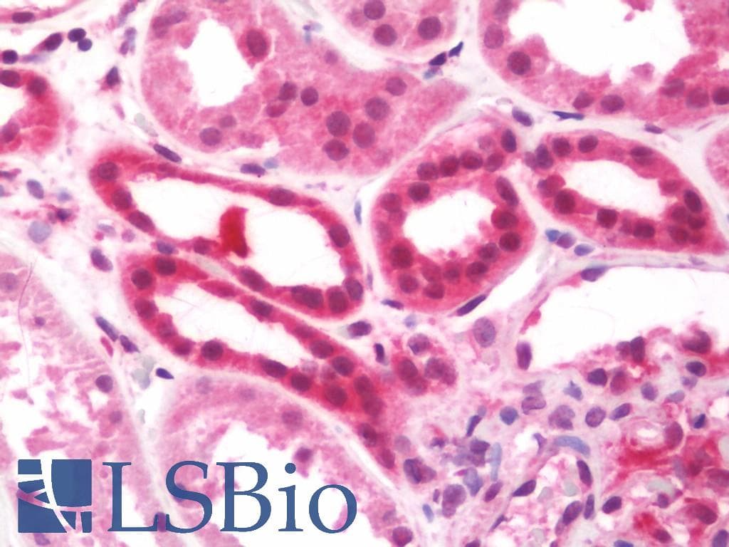 IHC-plus™ ODC1 / Ornithine Decarboxylase Antibody