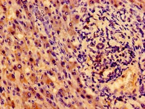 NTRK1 / TrkA Antibody