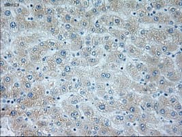 NEUROG1 / NGN1 / Neurogenin 1 Antibody (clone OTI5H10)