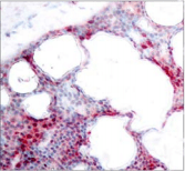 ATF2 Antibody