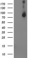STAT4 Antibody (clone OTI2B4)