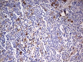 CD99 Antibody (clone OTI1D5)