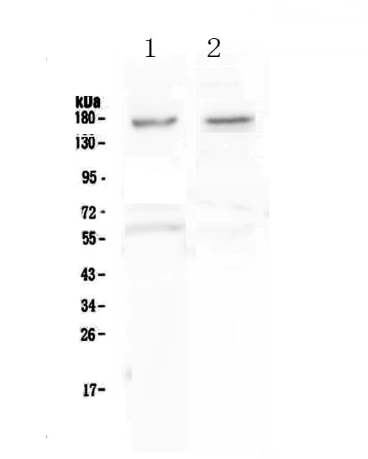 Polyclonal Rabbit anti-Human NRXN1 / Neurexin 1 Antibody (IHC, WB)
