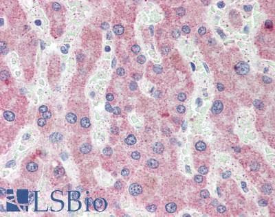 IHC-plus™ MIP2 / GRO2 / CXCL2 Antibody