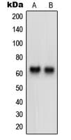 NTM / Neurotrimin Antibody (C-Terminus)