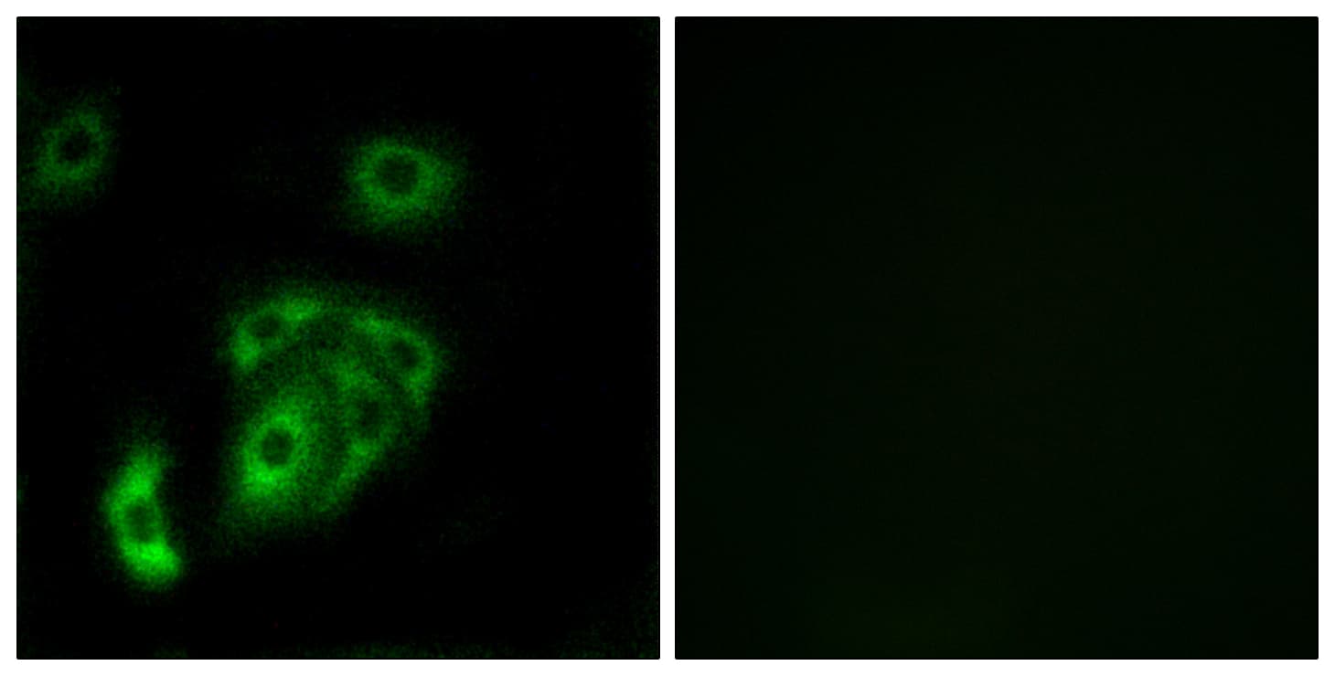 Contactin-5 / CNTN5 Antibody (aa891-940)