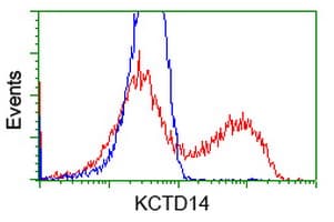 Monoclonal Mouse anti-Human KCTD14 Antibody (clone OTI2A6, IHC, IF, WB)